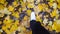 Point of view to male foot stepping on fallen maple leaves. Legs of young man in sneakers going on yellow foliage at