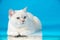 Pointed British Shorthair cat with blue eyes lying on blue studio background