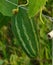 Pointed gourd plant in india