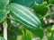 Pointed gourd plant in india