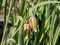 Pointed-Petal Fritillary (Fritillaria acmopetala) flowering with pale green, broadly bell-shaped flowers