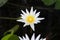 Pointed petals on white tropical Waterlily with yellow centre