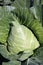 Pointed type of cabbage on a vegetable garden