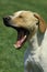 POINTER DOG, ADULT YAWNING