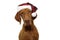 Pointer dog christmas wearing red santa claus hat. Isolated on white background