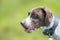 Pointer dog portrait wearing GPS tracking collar