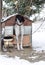 Pointer dog is standing in front of his doghouse in winter