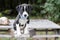 Pointer Hound mixed breed puppy dog with flea collar