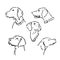 Pointer hunting dog sketch, contour vector illustration
