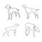 Pointer hunting dog sketch, contour vector illustration