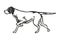 Pointer hunting Dog - vector illustration