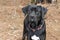 Pointer Labrador Retreiver mixed breed dog
