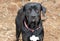 Pointer Labrador Retreiver mixed breed dog