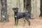 Pointer Labrador Retreiver, red collar and leash