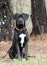 Pointer Labrador Retreiver sitting, red collar and leash