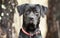 Pointer Labrador Retreiver sitting, red collar and leash