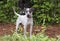 Pointer mixed breed dog, pet rescue adoption photography