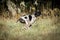Pointer pedigree dog running in the bush