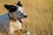 Pointer pedigree dog running closeup