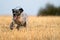 Pointer pedigree dog running with gps radio