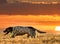 Pointer pedigree dog running with orange sky and sun