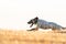 Pointer pedigree dog running with training radio at dawn