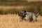 Pointer pedigree dog running on wheat field