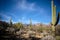 Pointing skyward:  Saguaros of Sabino Canyon Recreation Area, AZ