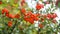 Pointleaf Manzanita Bushes Up Close in Colorful Mexico City