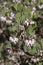 Pointleaf manzanita with urn-shaped flowers