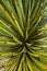 Pointy Leaves Of the Beaked Yucca