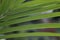 Pointy leaves close up with pattern and bokeh background