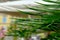 Pointy long leaved evergreen plant close-up with blurred urban background