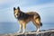 Poised Belgian Shepherd female Tervuren breed looking at the camera and standing on a rocky path or a fence