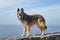 Poised Belgian Shepherd female Tervuren breed standing on a rocky path or a fence with the ocean or sea behind