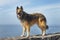 Poised Belgian Shepherd female Tervuren breed standing on a rocky path or a fence with the ocean or sea behind