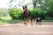 A poised Doberman Pinscher and its miniature counterpart stand alert on a path