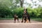 A poised Doberman Pinscher and its miniature counterpart stand alert on a path