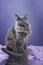 A poised Maine Coon cat sits elegantly against a lilac backdrop