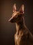 A poised Pharaoh Hound dog profile captured in a studio setting