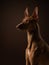 A poised Pharaoh Hound dog profile captured in a studio setting