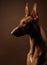 A poised Pharaoh Hound dog profile captured in a studio setting