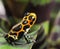 Poison arrow frog Amazon rain forest