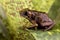 Poison arrow frog Peruvian Amazon