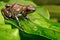 Poison art frog Panama