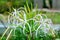 Poison Bulb a.k.a. Giant Crinum Lily Crinum asiaticum flower closeup - Long Key Natural Area, Davie, Florida, USA