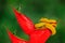 Poison danger viper snake from Costa Rica. Yellow Eyelash Palm Pitviper, Bothriechis schlegeli, on red wild flower. Wildlife scene