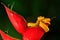 Poison danger viper snake from Costa Rica. Yellow Eyelash Palm Pitviper, Bothriechis schlegeli, on red wild flower. Wildlife scene