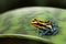 Poison dart frog