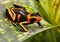 Poison dart frog Amazon rain forest